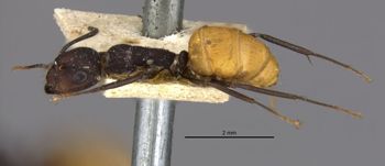 Media type: image;   Entomology 21472 Aspect: habitus lateral view